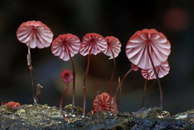 Exciting news! COP16 pledge for fungi